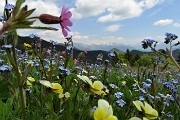 65 Il rosa della silene dioica, il giallo della viola biflora, l'azzurro dei nontiscordar